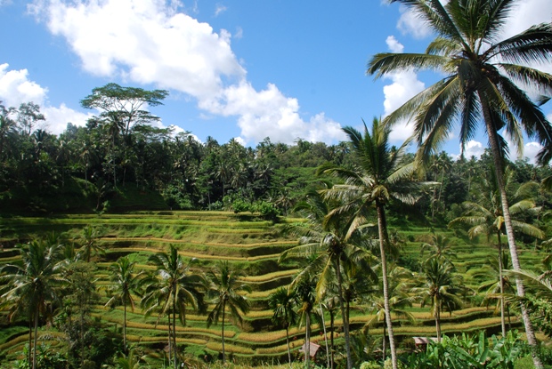 A Bali tra i templi di Ubud e le colture di riso