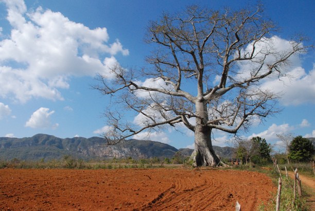 Un baobab, vicino Vinales